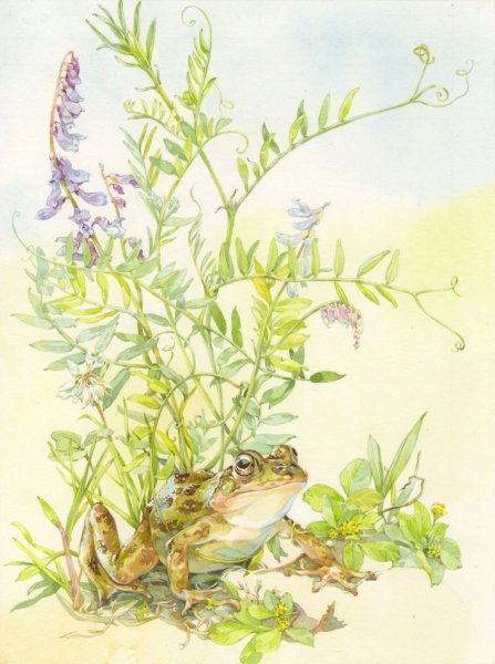 Екатерина Бородачева художник иллюстратор