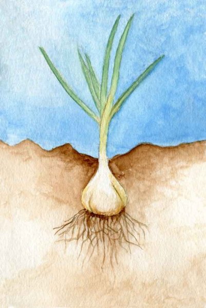 Лук репчатый мочковатая корневая система