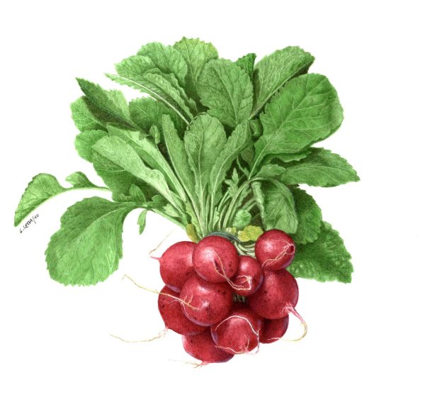 Редиска картина