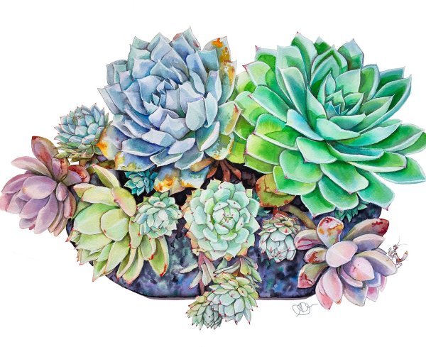 Кактус акварели succulent