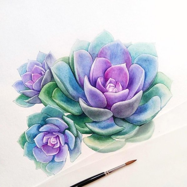 Суккуленты акварель