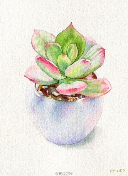 Суккуленты скетч акварелью