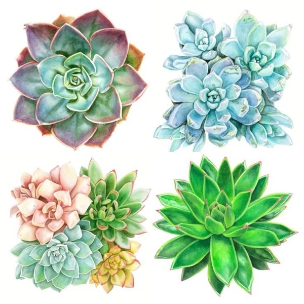 Эхеверия Асанте Сана