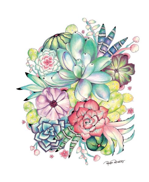 Эчеверия акварель