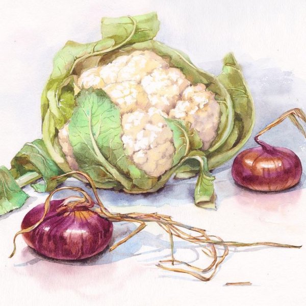 Натюрморт овощи Ботаническая живопись акварель