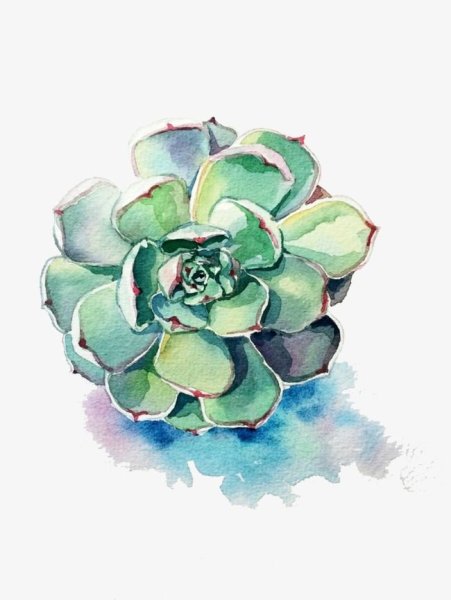Ботанический скетчинг Суккуленты