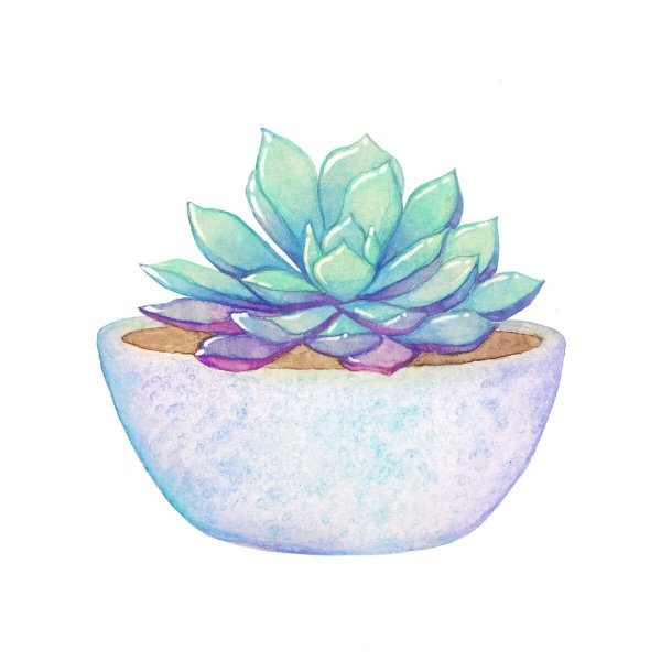 Акварельные Суккуленты