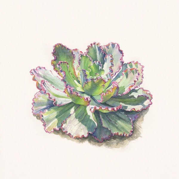 Эхеверия вектор