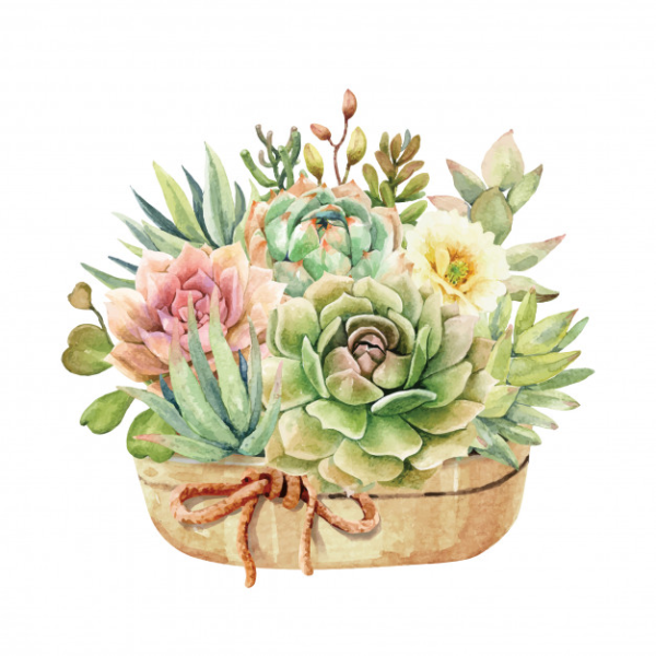 Эхеверия тату