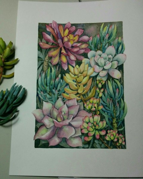 Суккуленты акварель