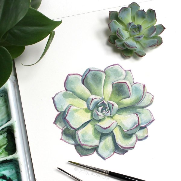 Ботанический скетчинг Суккуленты