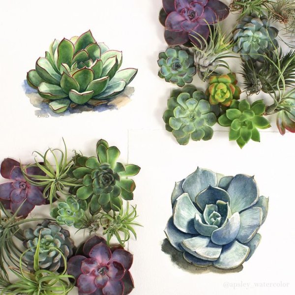 Суккуленты акварель