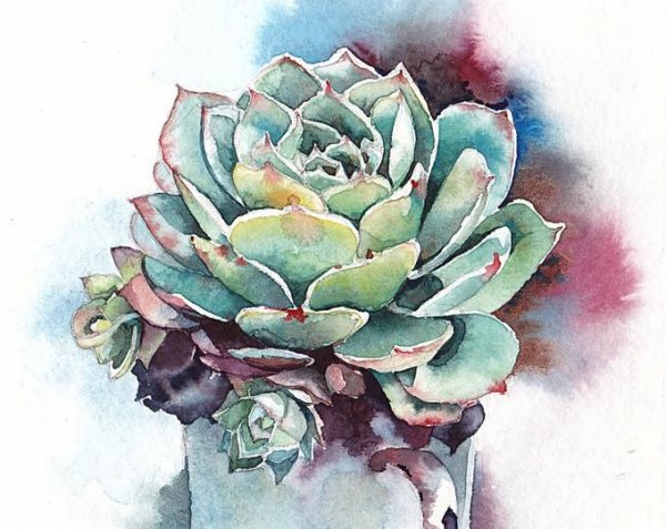 Суккуленты скетч