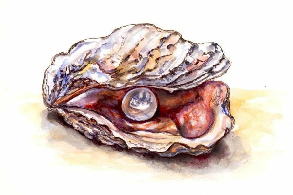 Морские раковины в живописи