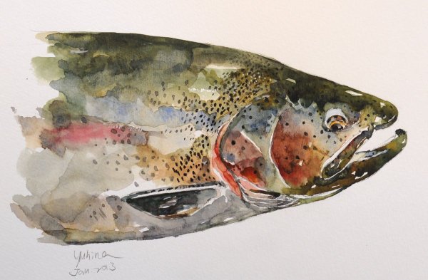Форель акварель