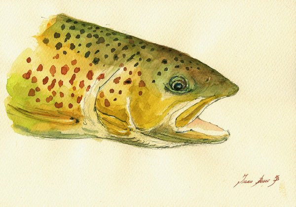 Trout Paint
