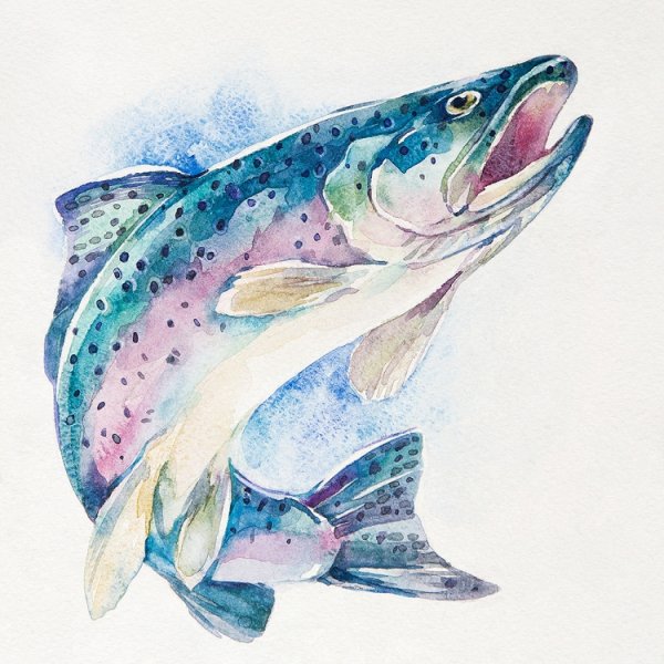 Форель акварель