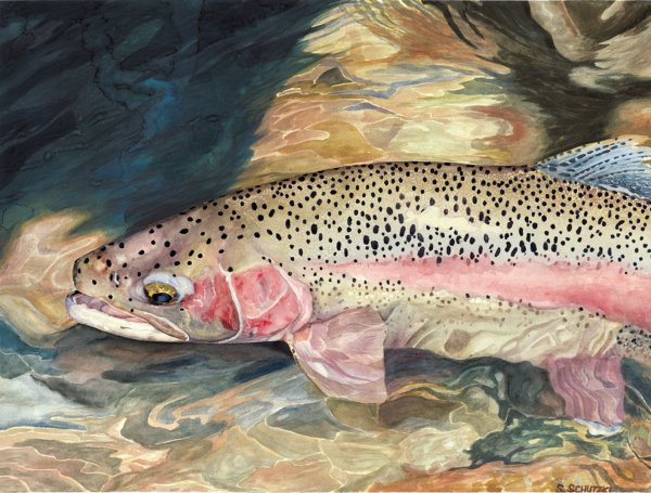 Радужная форель Импрессионизм