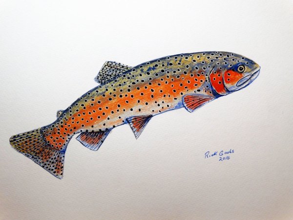 Нарисовать форель