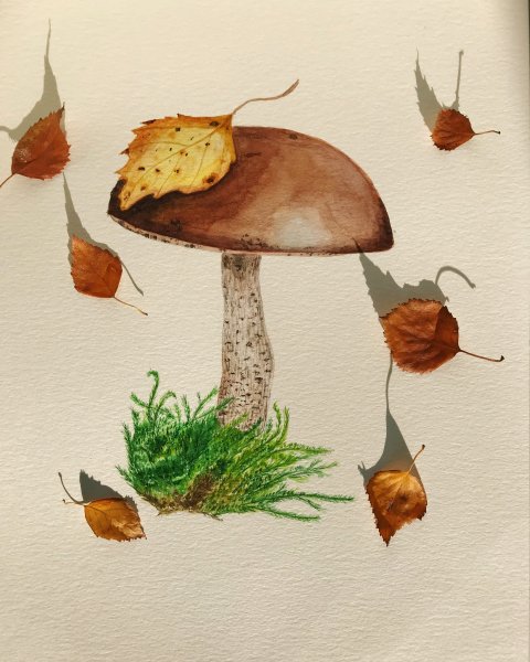 Подосиновик акварелью