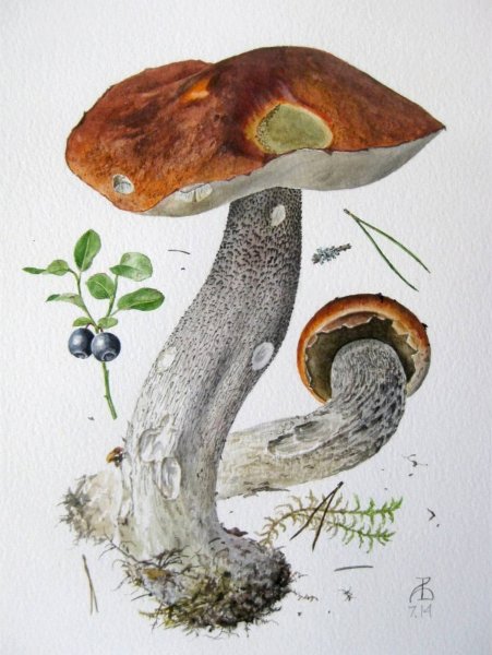 Александр Вязьменский подосиновики