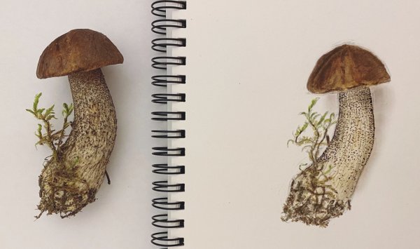 Гриб подберезовик картинка мультяшная