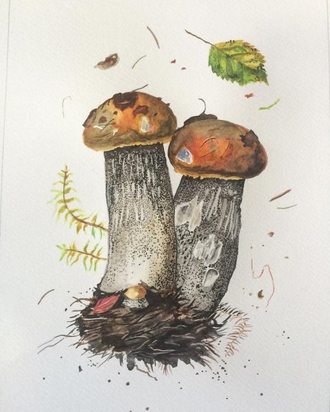 Этюд грибов