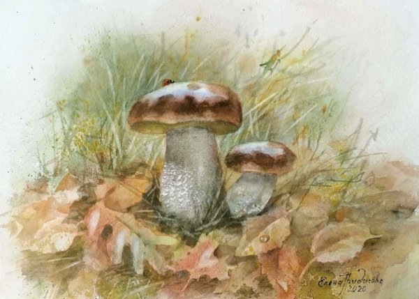 Подберезовик акварель