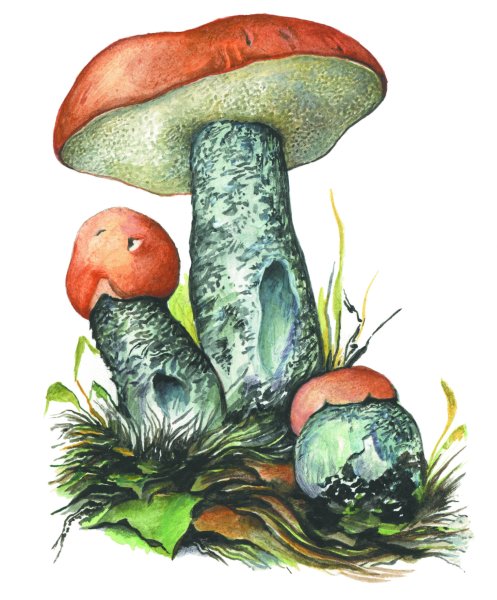 Гриб подосиновик для детей