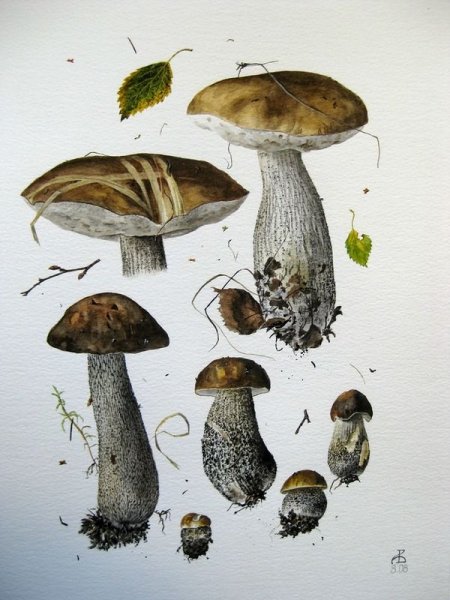 Вязьменский подберезовик