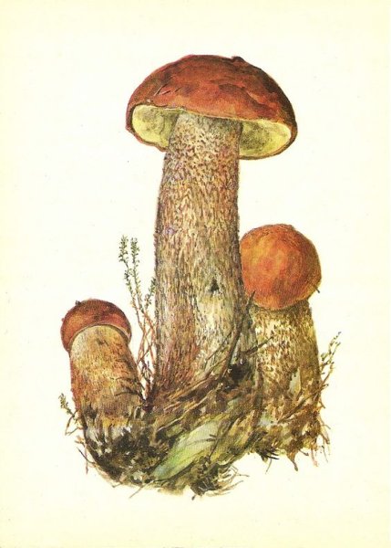 Подосиновик гриб