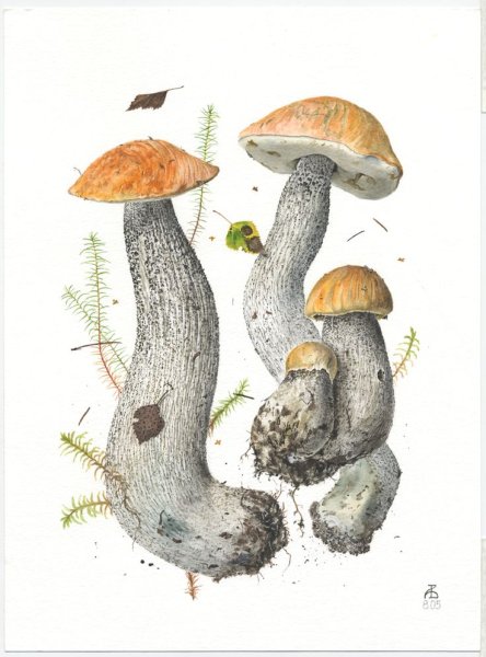 Вязьменский подберезовик