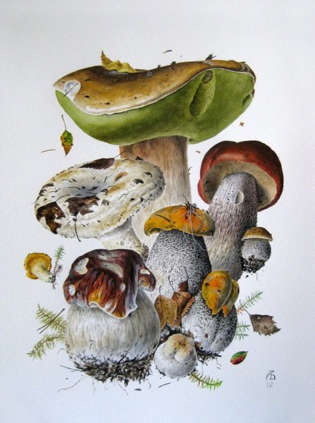 Грибы акварелью Александр Вязьменский