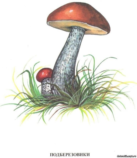 Грибочки подосиновики подберезовики