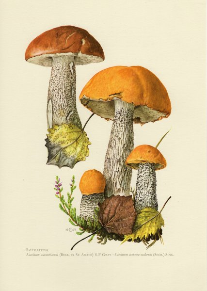 Подосиновик гриб