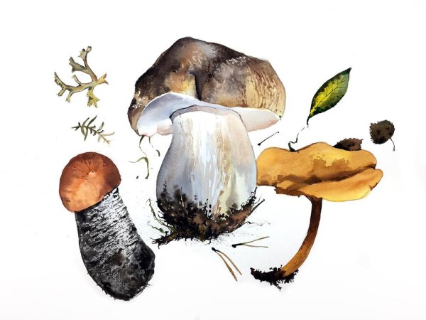 Грибы акварелью художники