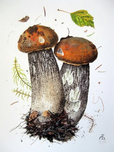 Александр Вяземский художник грибы