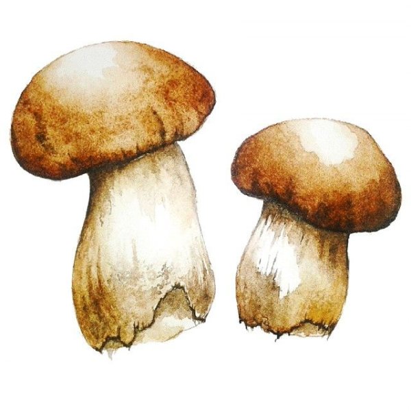 Грибы акварель без фона