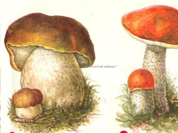 Гриб Боровик для детей