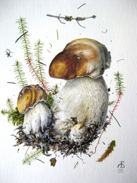 Грибы акварелью Вязьменский