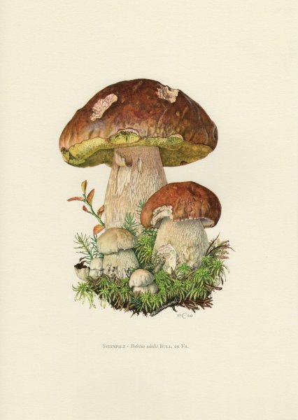 Мухомор Ботаническая иллюстрация
