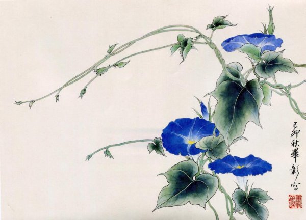 Ипомея акварелью
