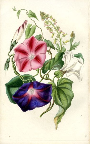 Ботаническая иллюстрация Вьюнок трехцветный