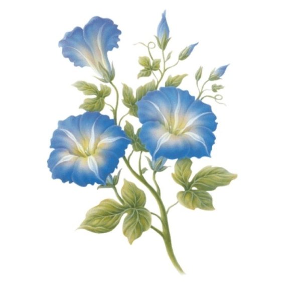 Ботаническая иллюстрация ипомея