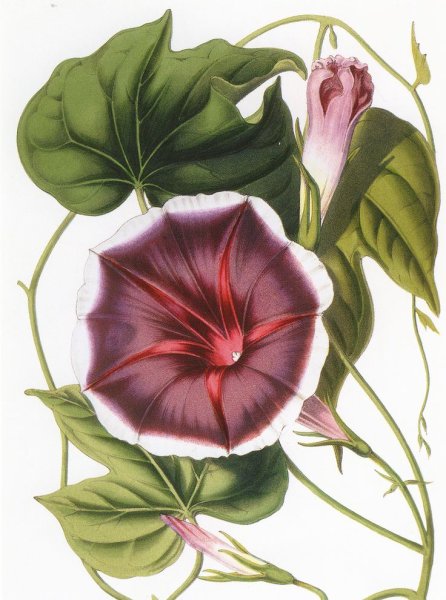 Вьюн акварель