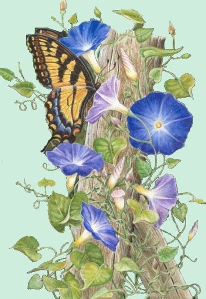 Вьюнок Ботанический