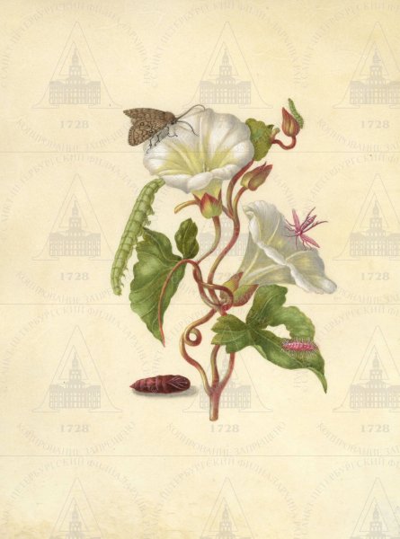 Ипомея акварелью