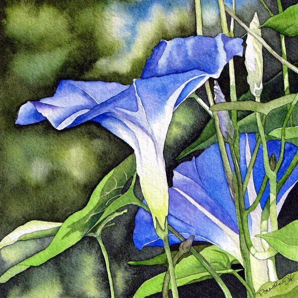 Гунби Вьюнок