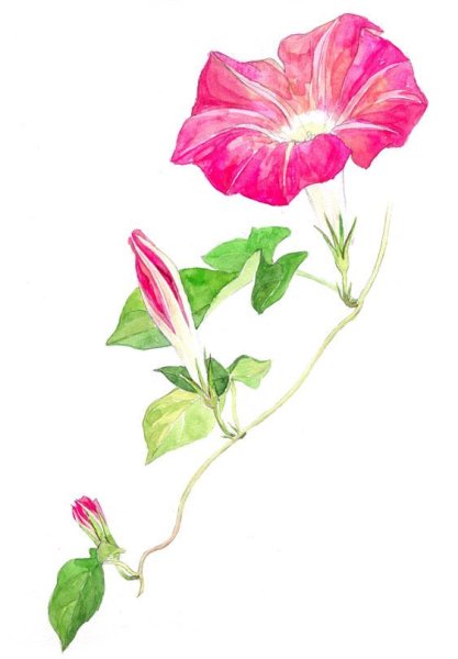 Вьюнок Сьюзен