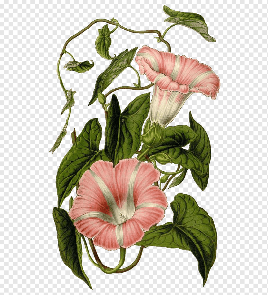 Вьюн акварель